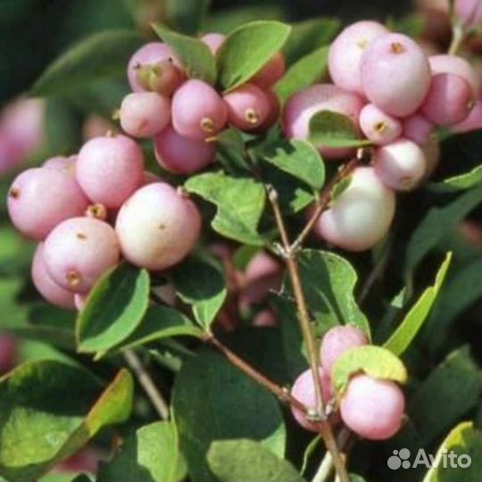 Декоративные кустарники (саженцы)