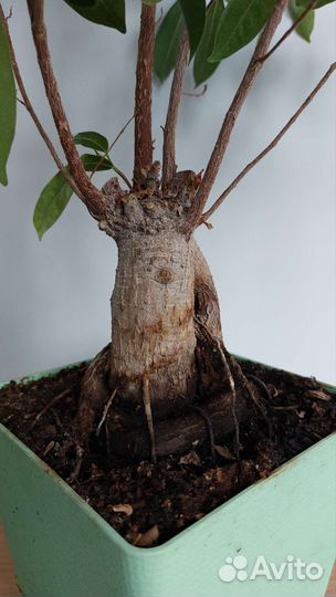 Фикус бонсай