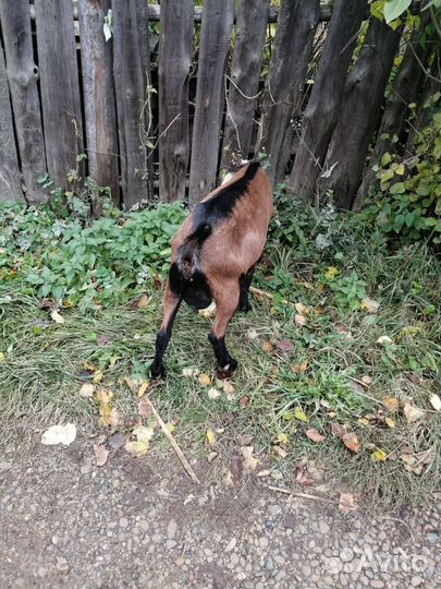 Англо нубийские козы