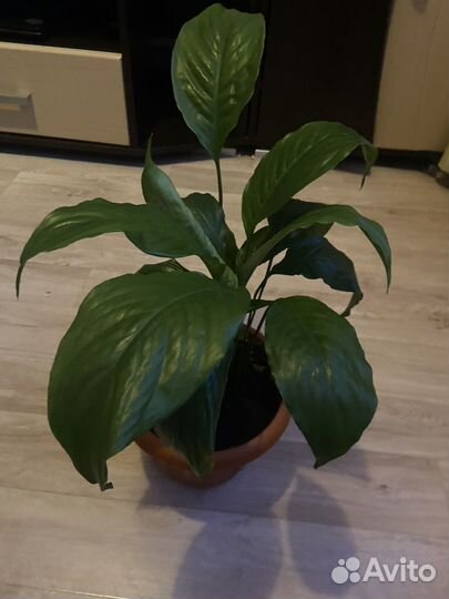 Спатифиллум