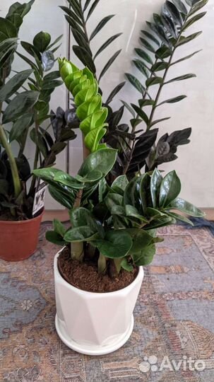 Замиакулькасы Raven /Zenzi