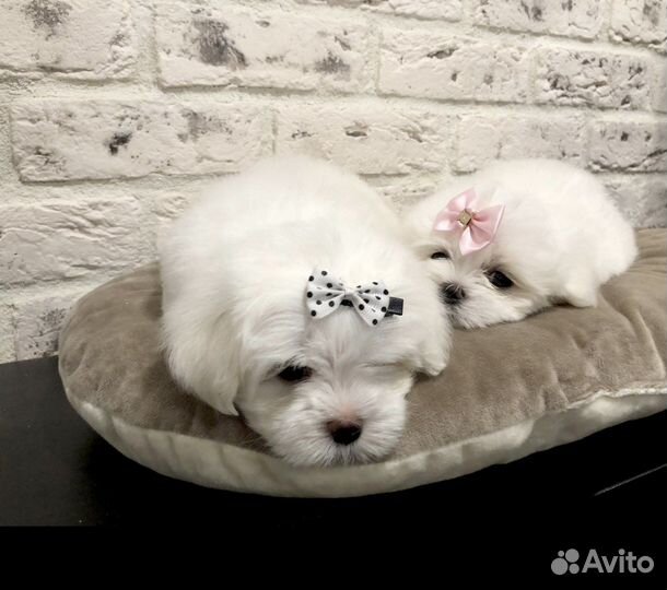 Мальтезики с документами мальчик и девочка