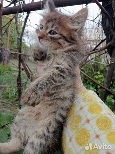 Кошки в добрые руки