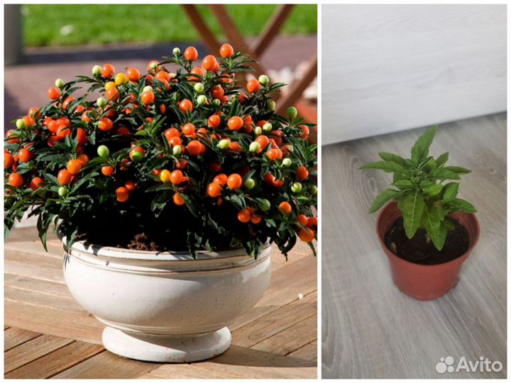 Фикус, Пеларгония и