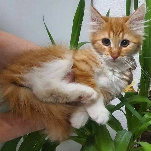Мейн-кун котёнок