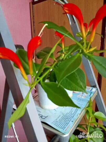 Эсхинантус жар птица