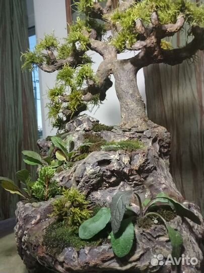 Фонтан Бонсай