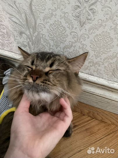 Кот на вязку