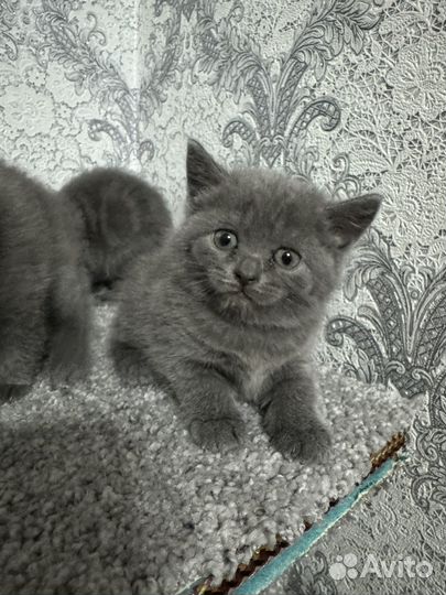 Британские котята