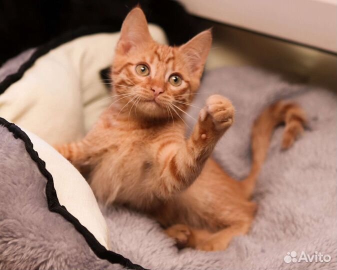 Рыжий котенок в добрые руки бесплатно