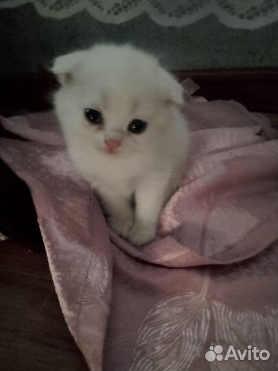 Шотландская