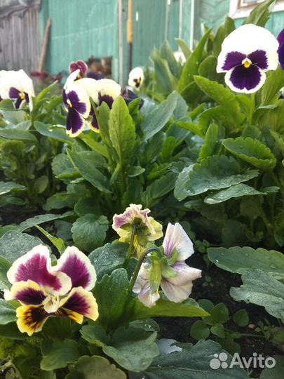 Рассада цветов виола