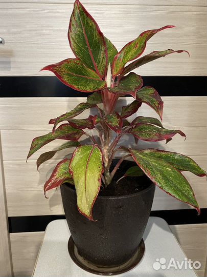 Аглеонома Крит