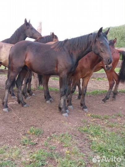 Лошади жеребец