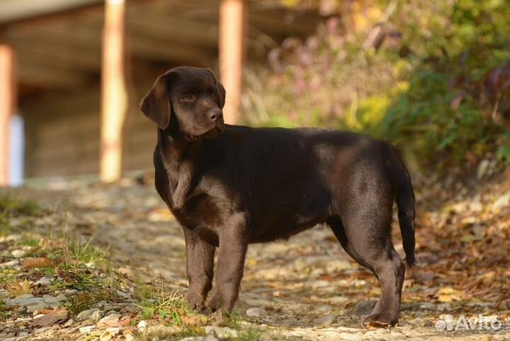 Лабрадор шоколадные девочки