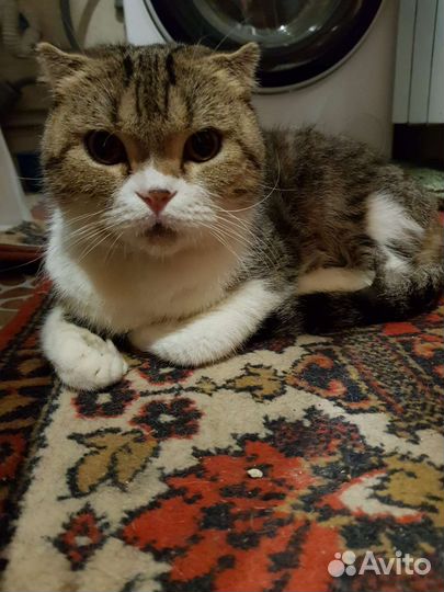 Шотландская вислоухая