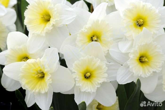 Нарцисс крупнокорончктый