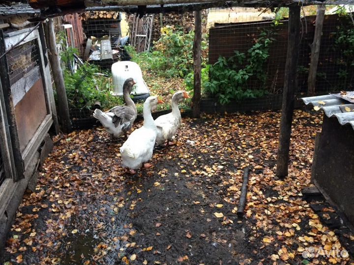 Холмогорские гуси