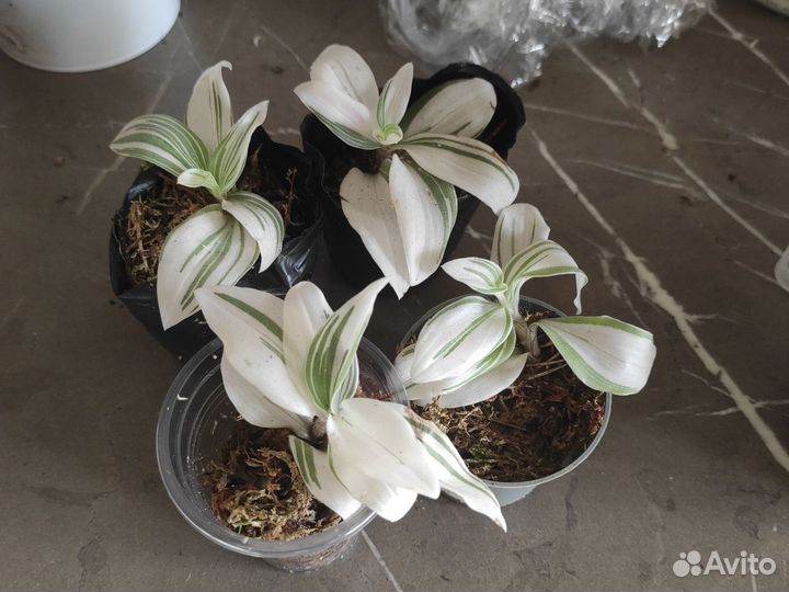 Сортовые традесканции