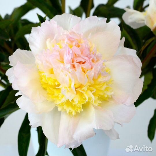 Пион Хоней голд Медовое золото