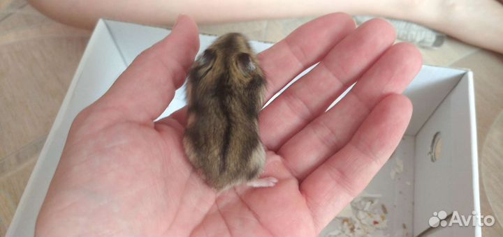 Джунгарский хомяк