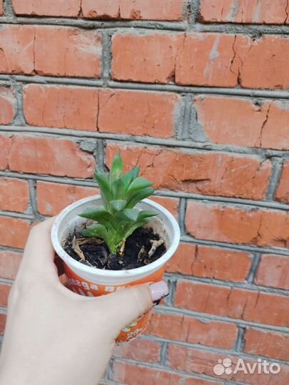 Комнатные цветы