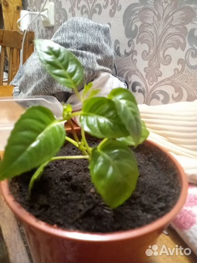 Фуксия обмен