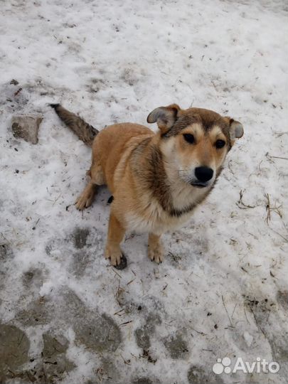 Щенки бесплатно