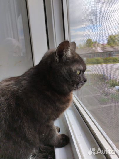 Кошки в добрые руки