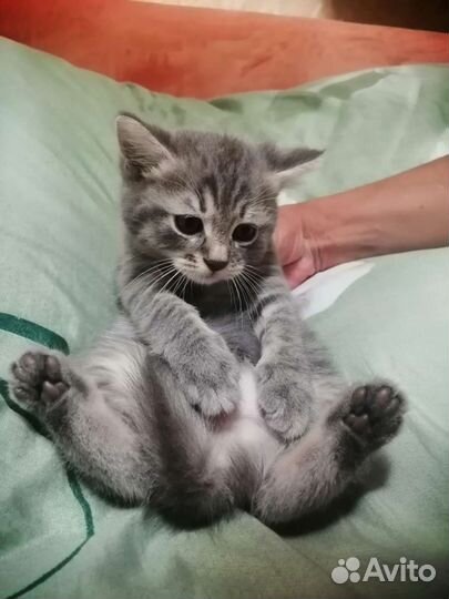 Отдаю котят