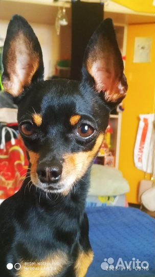 Вязка mini той терьер