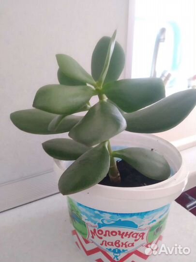 Толстянка (денежное дерево)