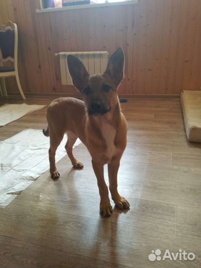 Собака в добрые руки отдам бесплатно