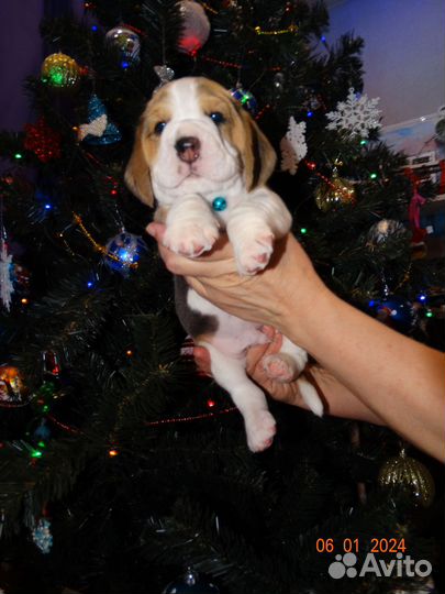 Щенок бигль