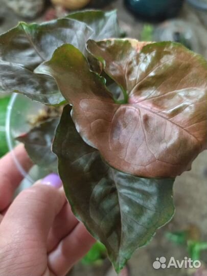 Сингониум клубничный лед