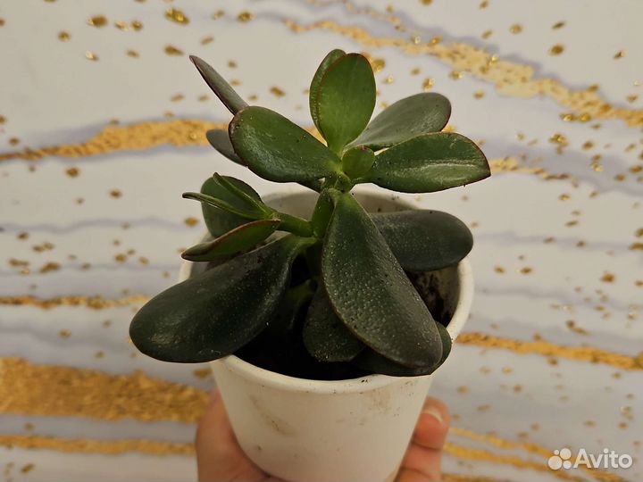 Толстянка крассула денежное дерево