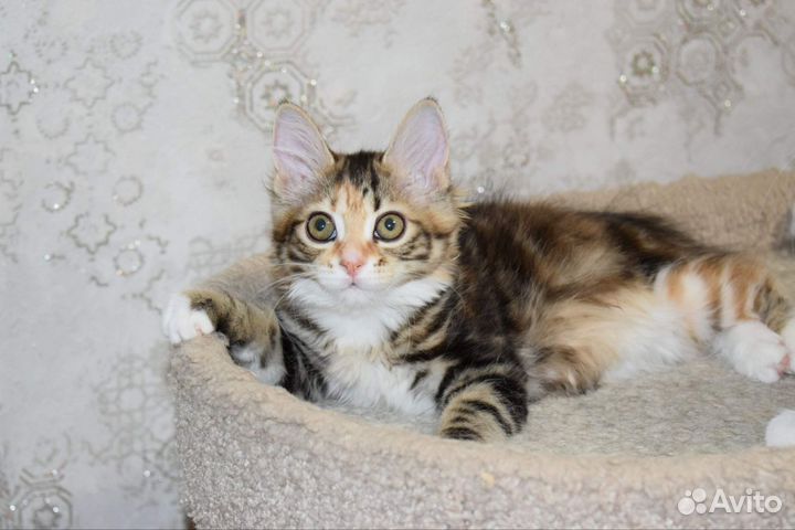 Алекса, курильский бобтейл