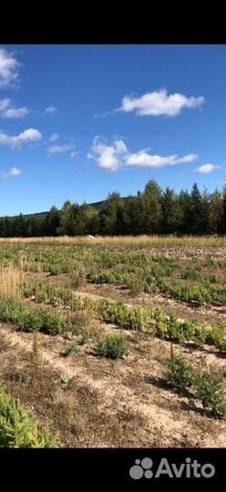 Сеянцы ели 3х летка