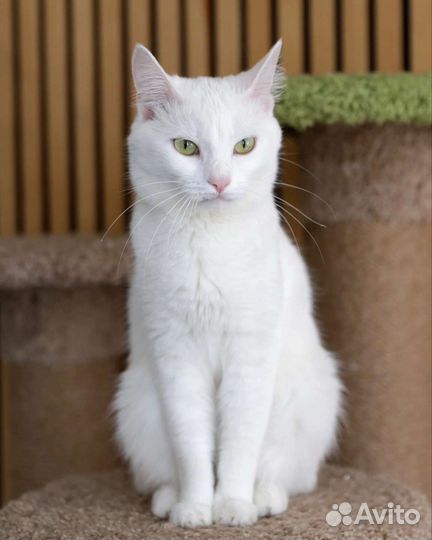 Блонди в добрые руки