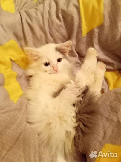 Котенок