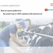 Животноводческое агентство в городе, Пхаджу