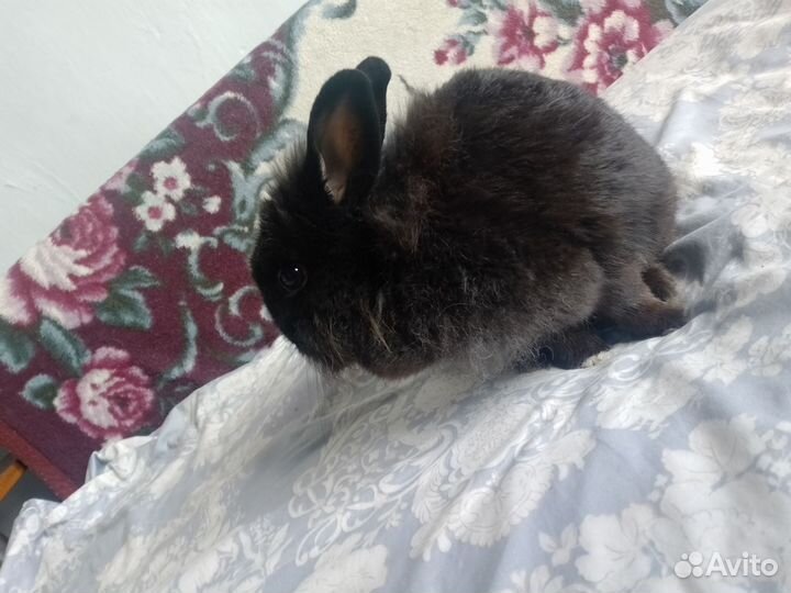 Декоративные кролики