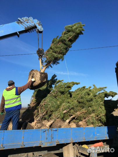 Сосна черная (Луховицы )