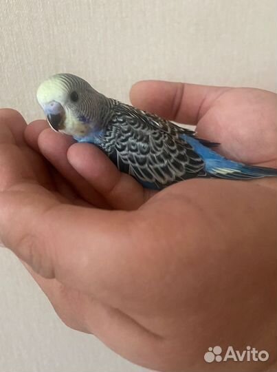 Волнистый попугай птенец