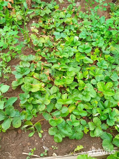 Усы виктории