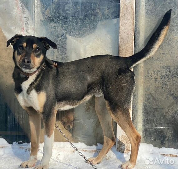 Мальчик Бут в добрые руки