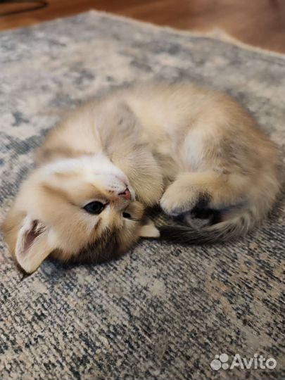 Британские котята