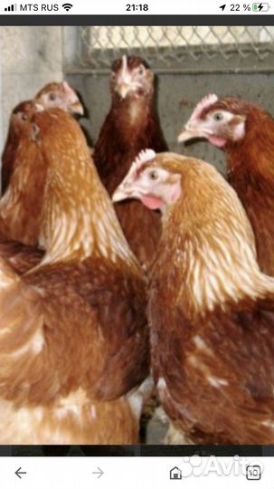 Курочки 4,5 месяца,начинают нестись
