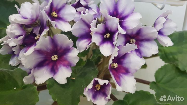 Продам цветы комнатные