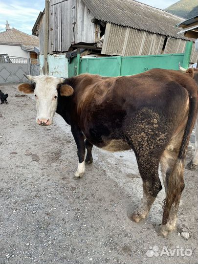 Корова стельная